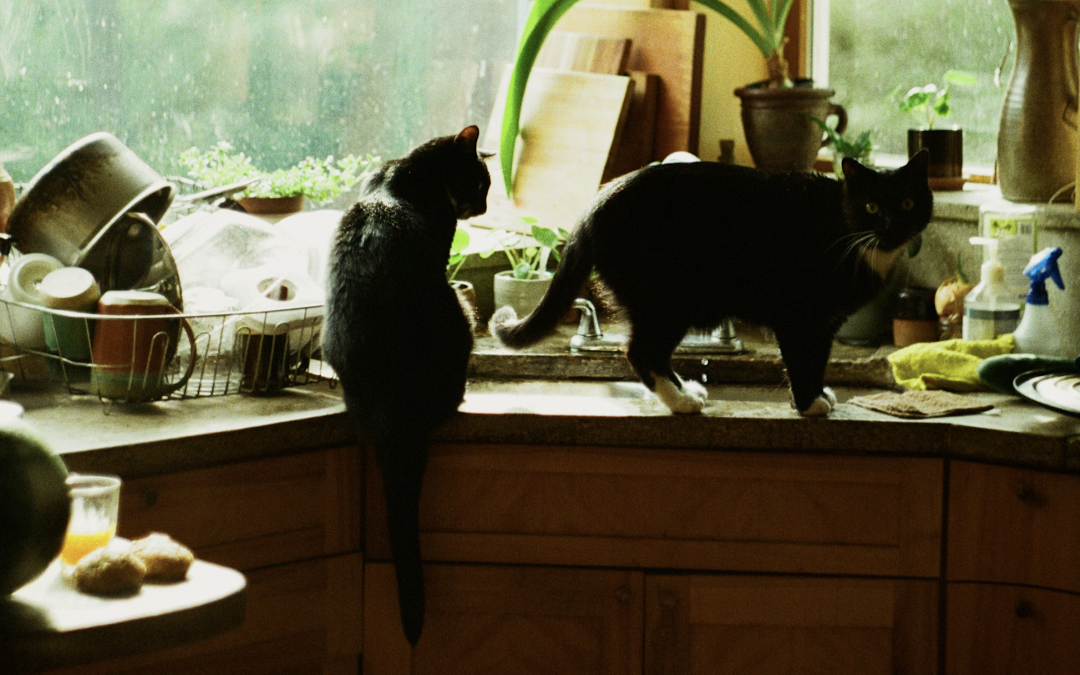 Allein lebende SeniorInnen: Woran erkenne ich, dass Unterstützung notwendig wird?